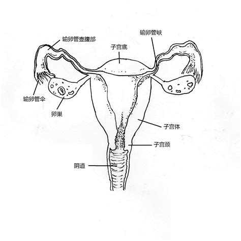 生殖器女